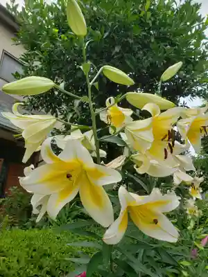 本郷氷川神社(東京都)