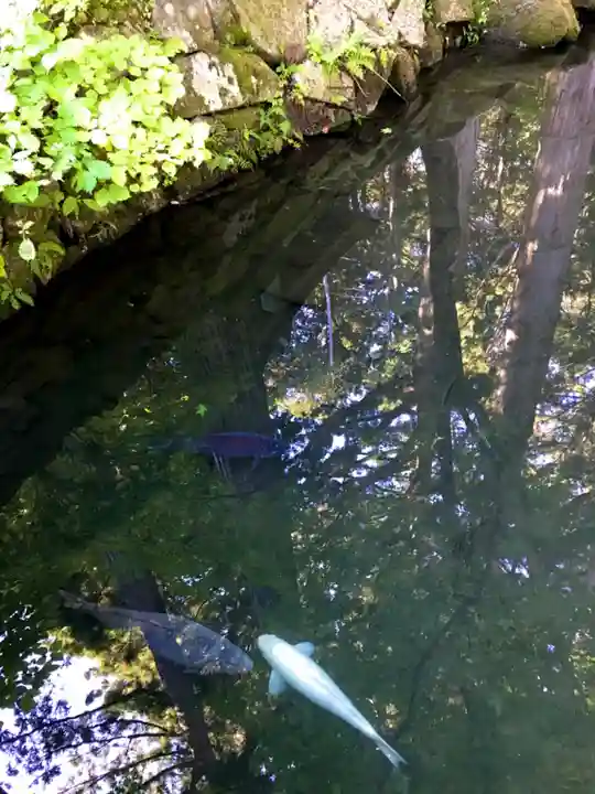 宝積山光前寺の動物