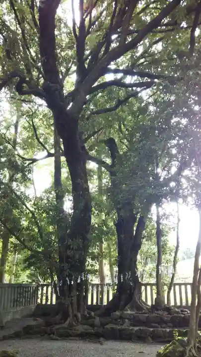 山宮浅間神社の自然
