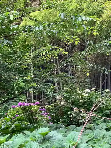 大山祇神社の自然