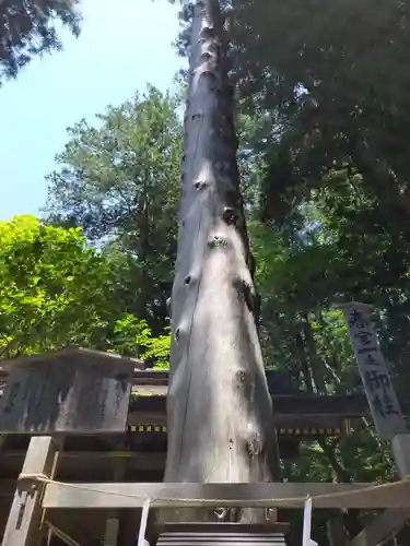 諏訪大社下社春宮の自然