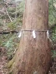 舟津神社の自然