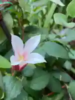 岡部春日神社~👹鬼門よけの🌺花咲く🌺やしろ~(福島県)