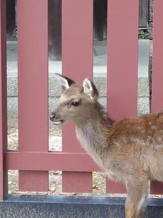 厳島神社の動物
