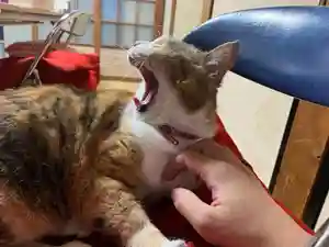 秩父札所十三番 慈眼寺の動物(2022年07月25日(月) 16時51分20秒投稿)