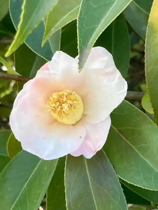 荘嚴浄土寺(大阪府)