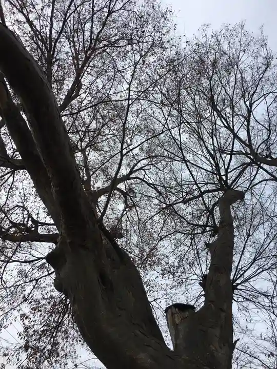 笠原神社の自然