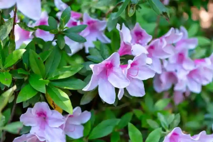 石見国一宮 物部神社(島根県)