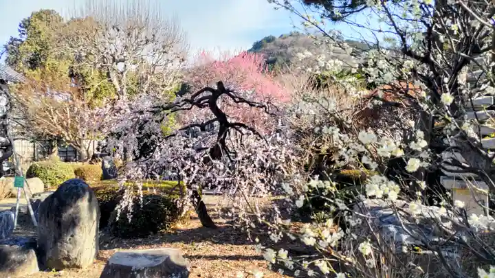 地蔵院(東京都)