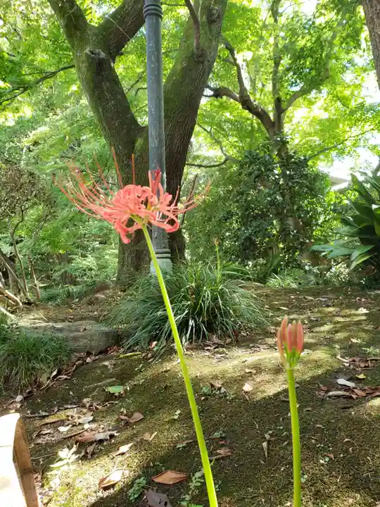 靖國神社の自然