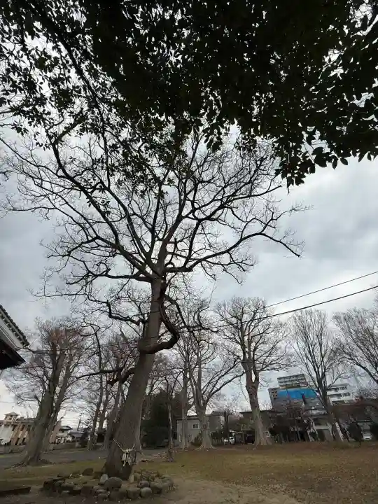 六椹八幡宮の{uncategorized: "未分類", other: "その他", undefined: "問題あり", building: "その他建物", grave: "お墓", sacred_gate: "鳥居", guardian: "狛犬", statue: "像", buddha: "仏像", history: "歴史", nature: "自然", garden: "庭園", animal: "動物", pagoda: "塔", temizu: "手水舎", mountain_gate: "山門・神門", sanctuary: "本殿・本堂", subordinate: "末社・摂社", art: "芸術", scenery: "景色", jizo: "地蔵", ema: "絵馬", goshuin: "御朱印", omikuji: "おみくじ", items: "授与品その他", amulet: "お守り", goshuincho: "御朱印帳", eats: "食事", festival: "お祭り", votive_dance: "神楽", shichigosan: "七五三参", wedding: "結婚式", experience: "体験その他", initially: "初詣", around: "周辺", anti_infection: "感染症対策"}