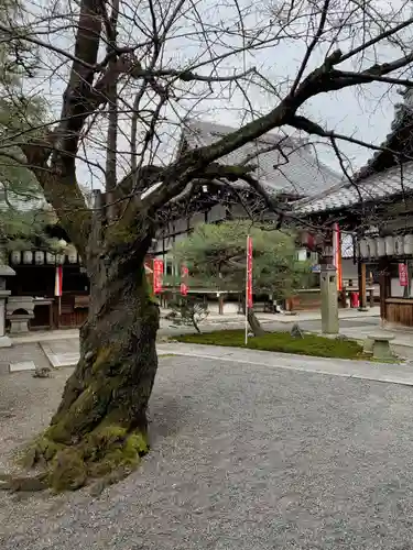 聖護院門跡の自然