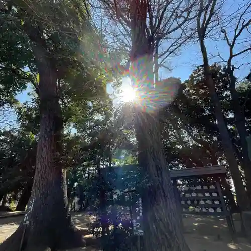 篠原八幡神社の自然
