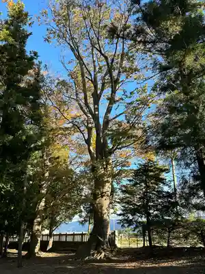 八幡社日吉社合殿(長野県)
