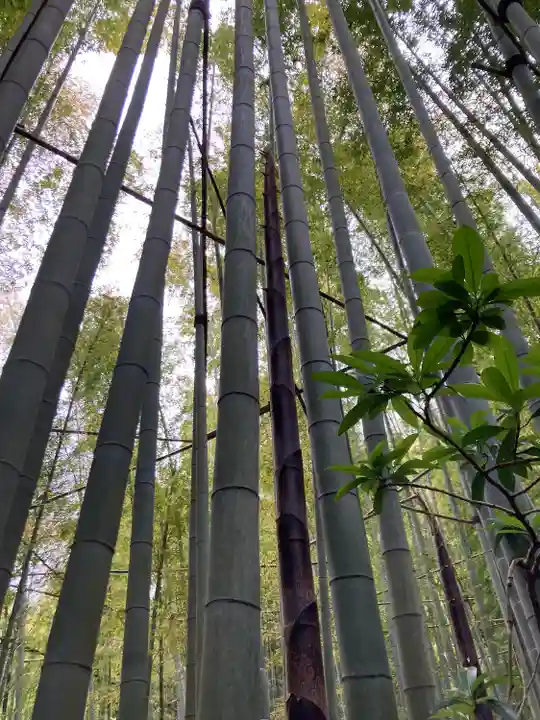 報国寺(神奈川県)