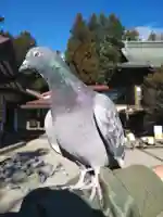 今市報徳二宮神社の動物