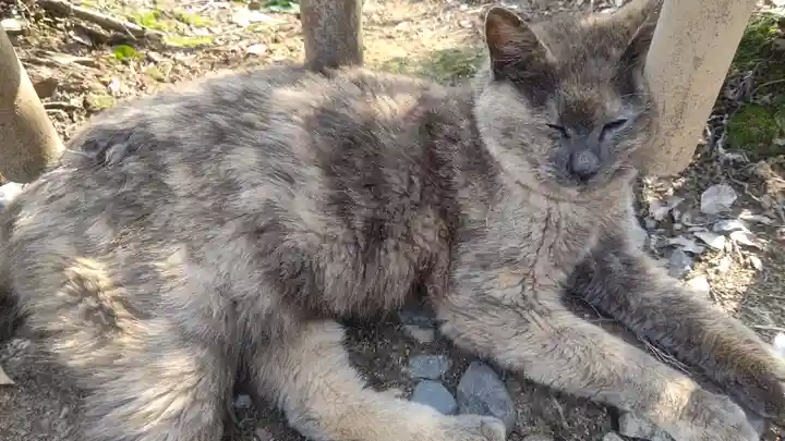 唐澤山神社の動物