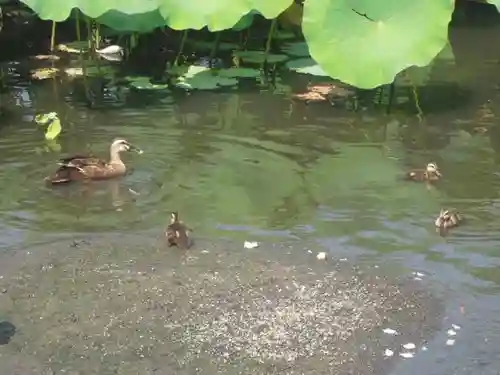 鶴岡八幡宮の動物