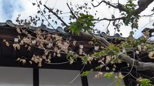 本満寺（本願満足寺）(京都府)