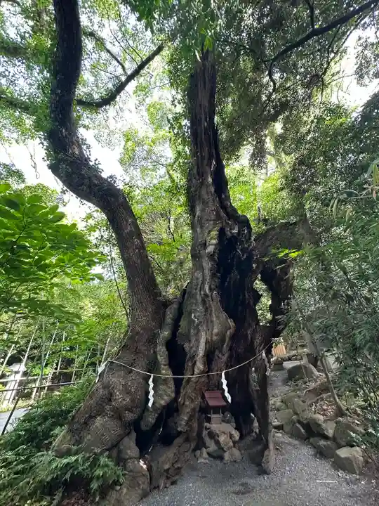 來宮神社(静岡県)