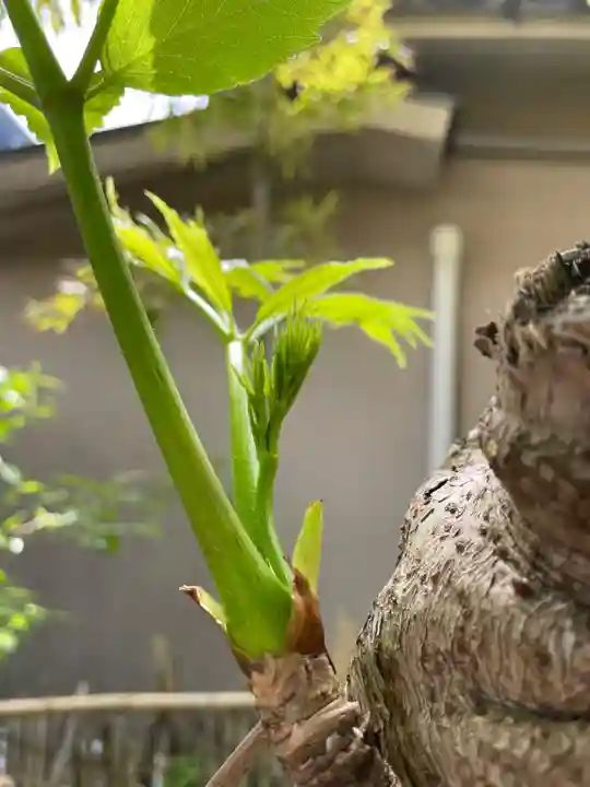 遠照山 光明寺(尼崎大仏)(兵庫県)