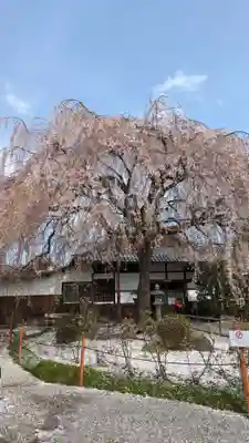 本満寺(本願満足寺)(京都府)