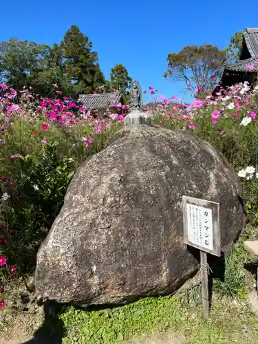 般若寺 ❁﻿コスモス寺❁(奈良県)