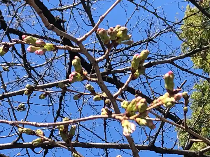 阿佐ヶ谷神明宮の自然