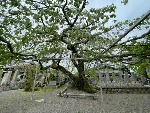 大福寺の{uncategorized: "未分類", other: "その他", undefined: "問題あり", building: "その他建物", grave: "お墓", sacred_gate: "鳥居", guardian: "狛犬", statue: "像", buddha: "仏像", history: "歴史", nature: "自然", garden: "庭園", animal: "動物", pagoda: "塔", temizu: "手水舎", mountain_gate: "山門・神門", sanctuary: "本殿・本堂", subordinate: "末社・摂社", art: "芸術", scenery: "景色", jizo: "地蔵", ema: "絵馬", goshuin: "御朱印", omikuji: "おみくじ", items: "授与品その他", amulet: "お守り", goshuincho: "御朱印帳", eats: "食事", festival: "お祭り", votive_dance: "神楽", shichigosan: "七五三参", wedding: "結婚式", experience: "体験その他", initially: "初詣", around: "周辺", anti_infection: "感染症対策"}