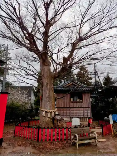 曽根神社の自然