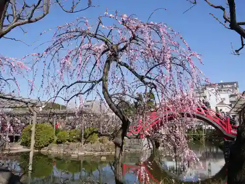 亀戸天神社の自然