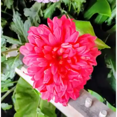 彌彦神社　(伊夜日子神社)(北海道)