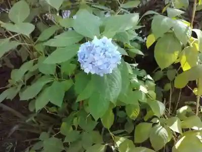 明月院(神奈川県)