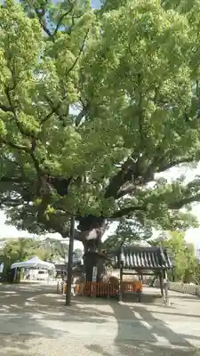 百舌鳥八幡宮の手水舎