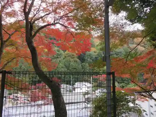 白髭神社の自然