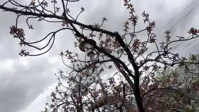 六孫王神社(京都府)