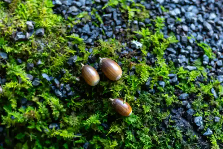 宇佐神宮(大分県)