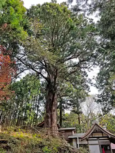 戸隠神社の自然