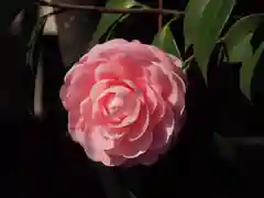 小野照崎神社の自然