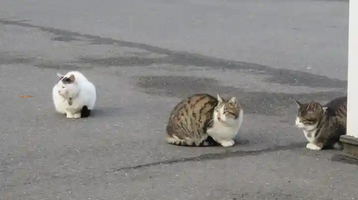 御誕生寺(猫寺)の動物