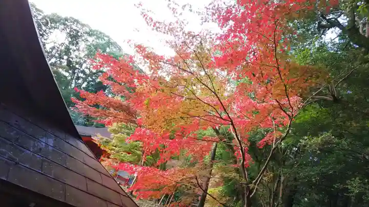 出雲大神宮の自然