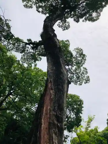 熱田神宮の自然