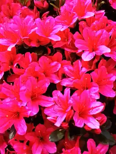 神足寺(東京都)