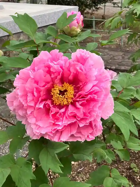 真言宗 善通寺派 薬王寺(香川県)