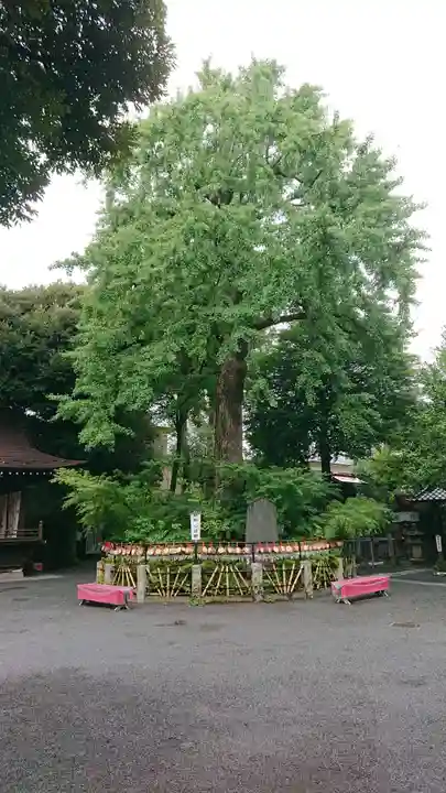 七社神社の自然