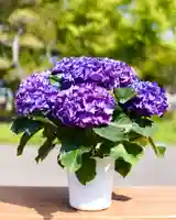 伊達神社(北海道)