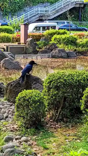 増上寺塔頭 三縁山 宝珠院の動物