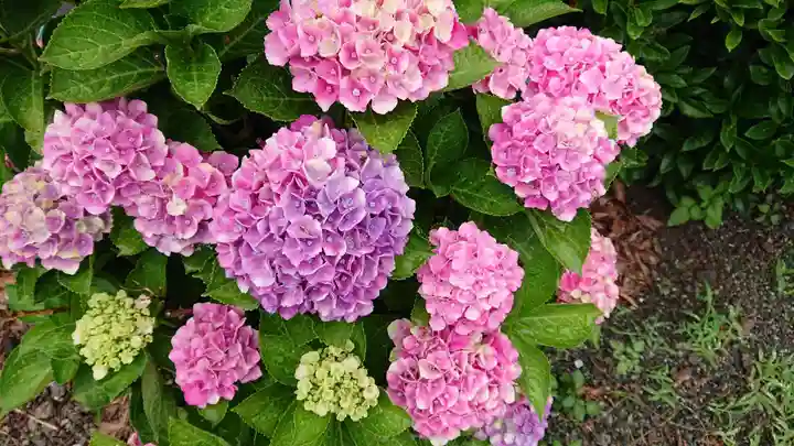 佐野原神社の自然