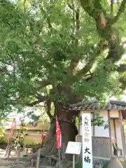 椿大神社の自然