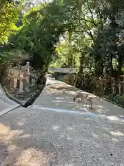 春日大社の動物